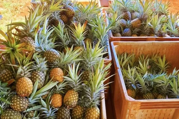 a pineapple on a plant