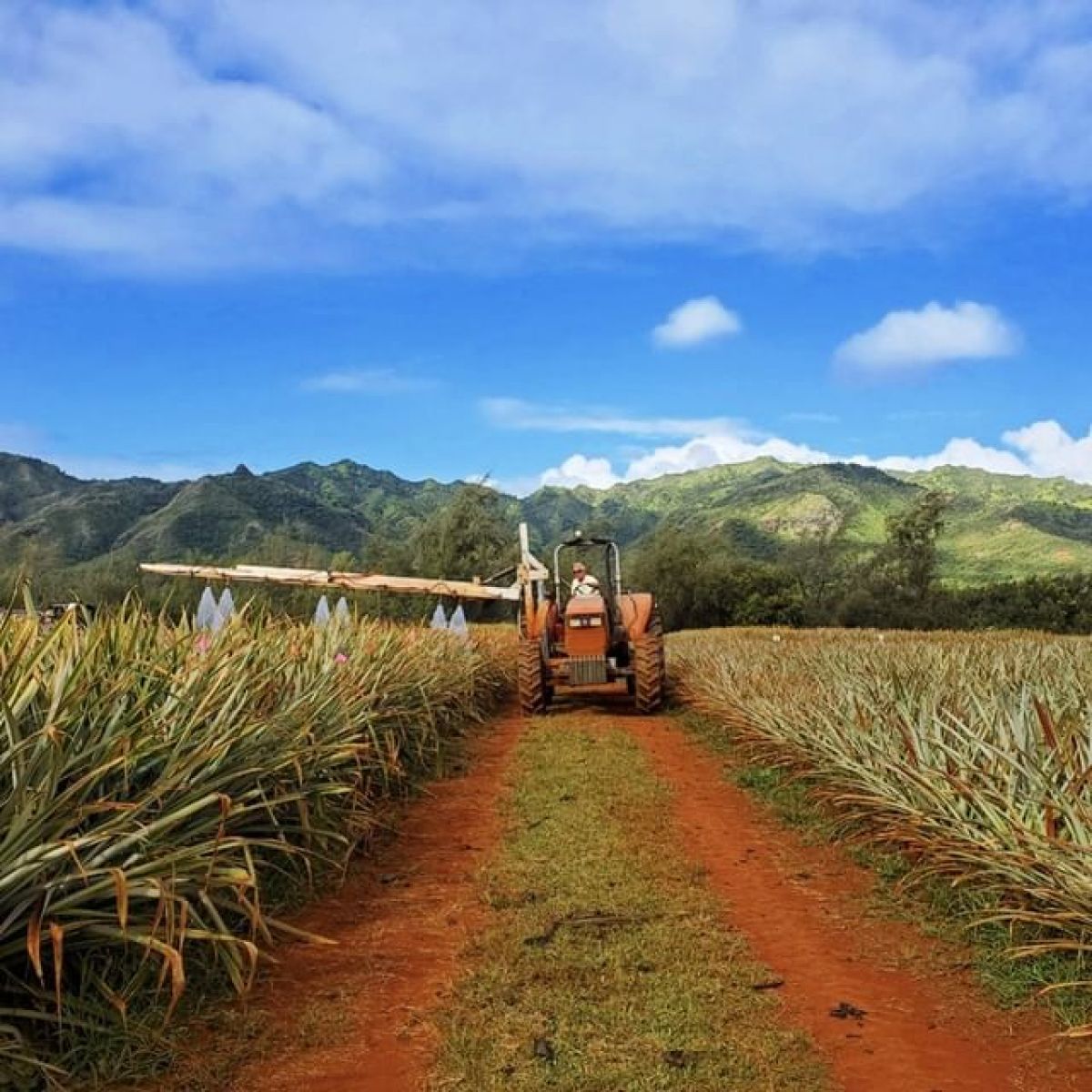 a path with trees on the side of a dirt field