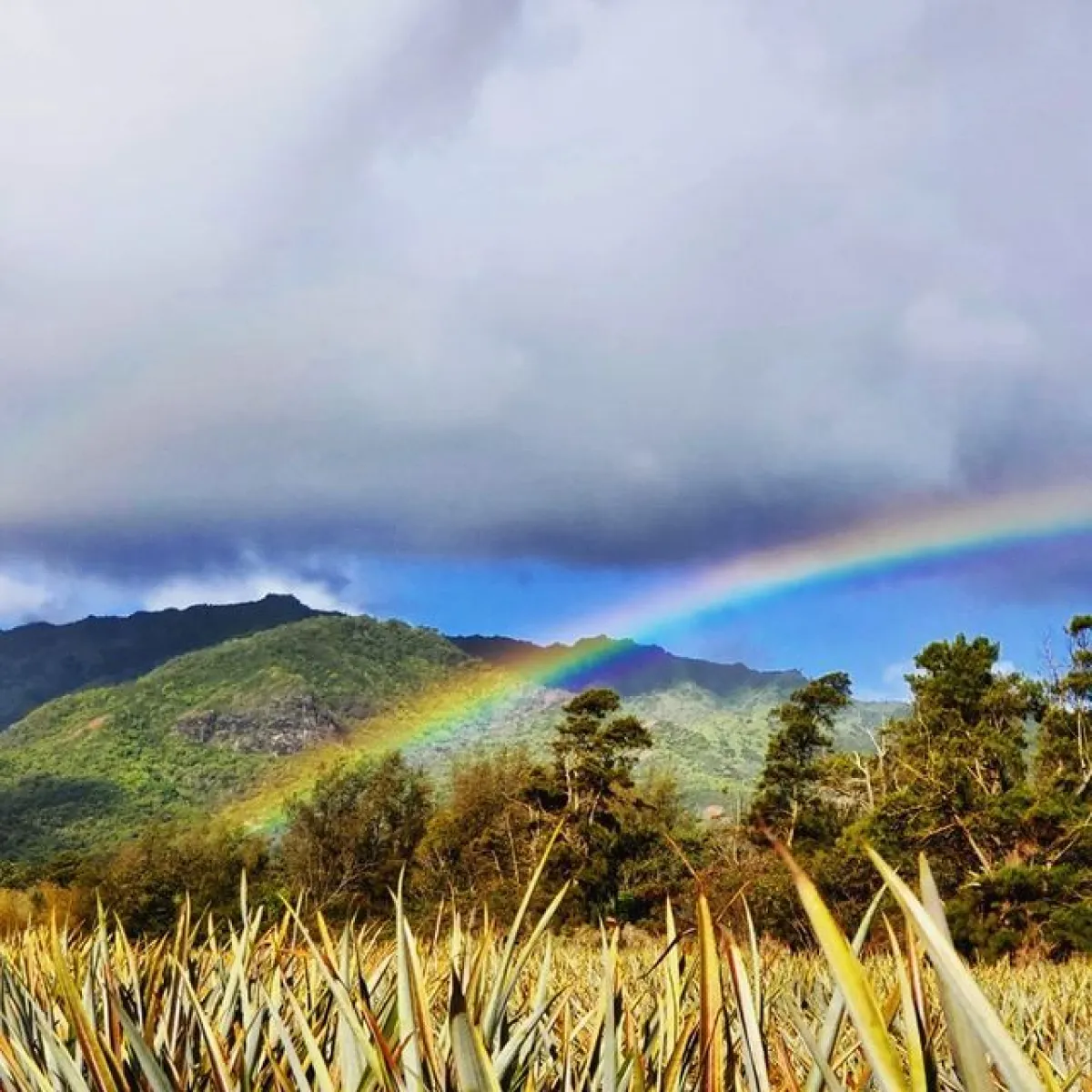 a rainbow over a body of water