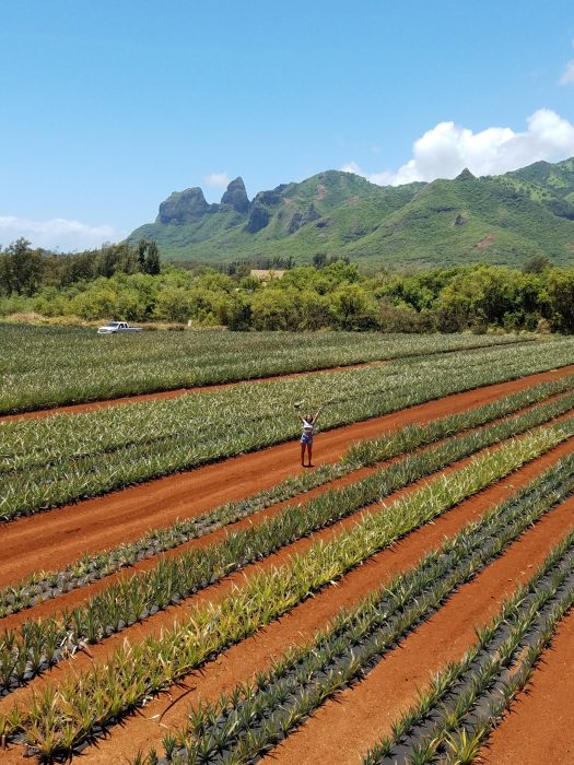 About Kauai Sugarloaf Pineapple Kauai Sugarloaf Pineapple