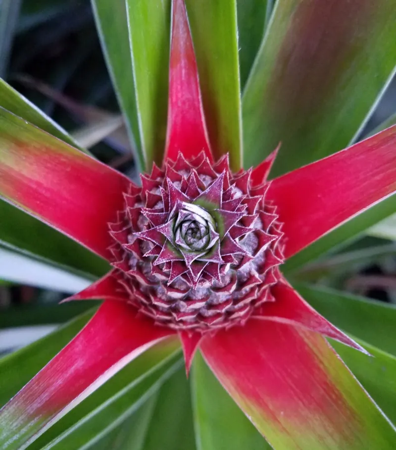 Page 3 best red heart pineapple picture a close up of a flower