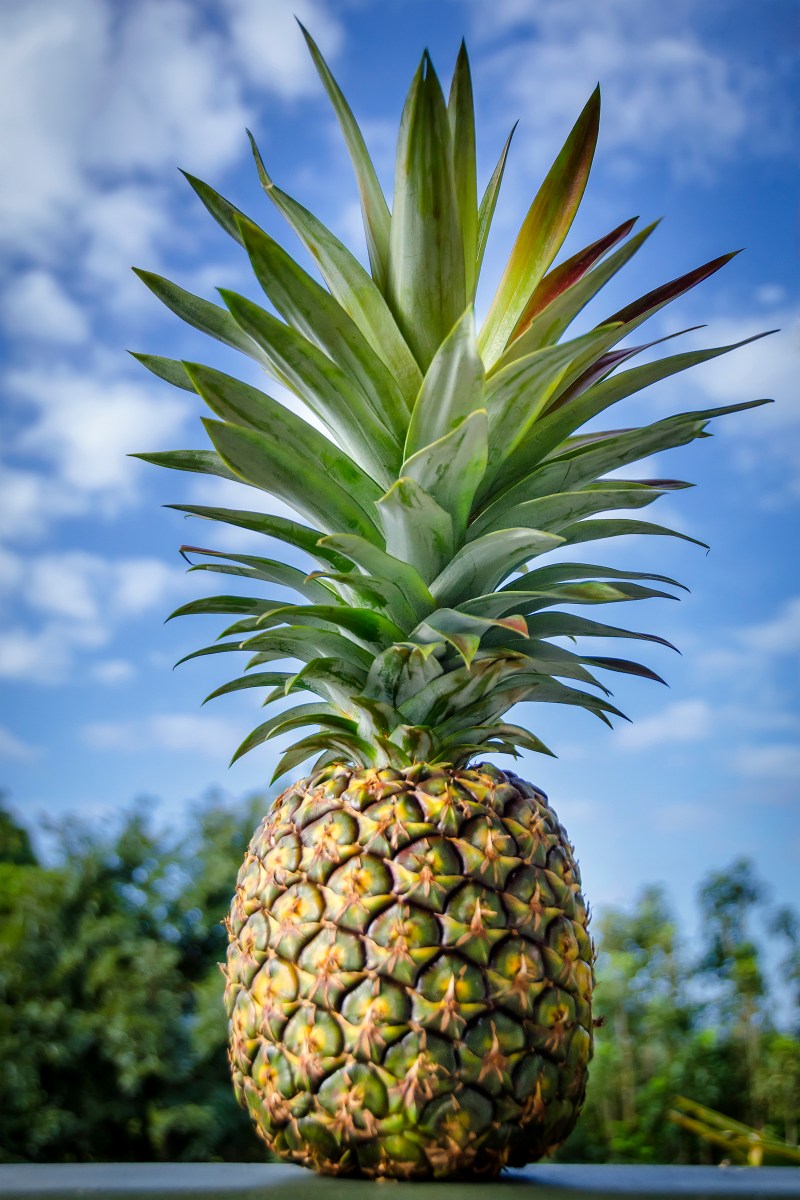 Single pineapple blue sky for 1 pack, 2 pack, 3 pack hi-res a group of palm trees on the side of a pineapple
