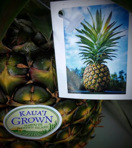 pineapple-hangtag_large pineapple-hangtag_large