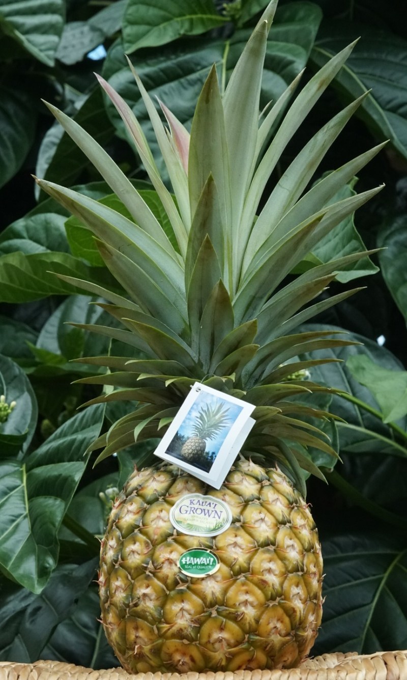 Fresh pineapple with green leaves, Kauai Grown label and photo tag, set against leafy background.